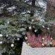 Sterne in einem Nadelbaum und einem Gesteck vor der Unterbacher Kirche